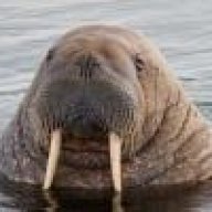 I_Am_The_Walrus